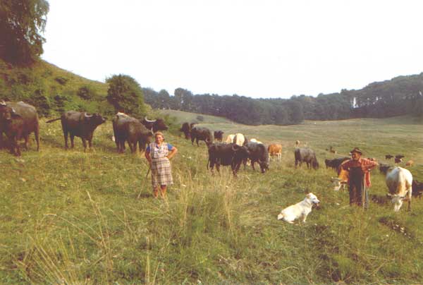 Vieh auf der Weide